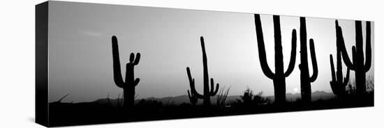 Silhouette of Saguaro Cacti (Carnegiea Gigantea) on a Landscape, Saguaro National Park, Tucson-null-Stretched Canvas