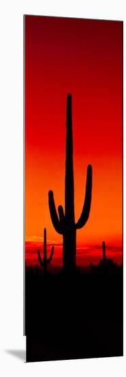 Silhouette of Saguaro Cactus at Sunset, Arizona, Usa-null-Mounted Photographic Print