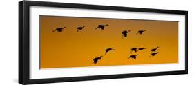 Silhouette of Sandhill Cranes (Grus Canadensis) Flying in the Sky at Sunrise-null-Framed Premium Photographic Print