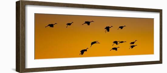 Silhouette of Sandhill Cranes (Grus Canadensis) Flying in the Sky at Sunrise-null-Framed Photographic Print