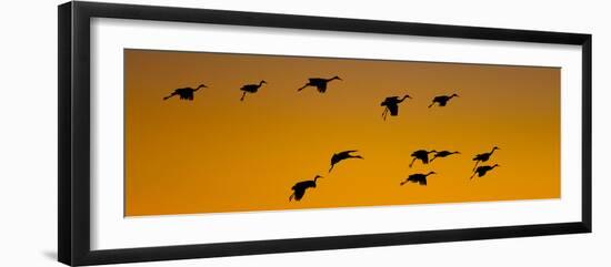 Silhouette of Sandhill Cranes (Grus Canadensis) Flying in the Sky at Sunrise-null-Framed Photographic Print