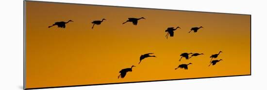 Silhouette of Sandhill Cranes (Grus Canadensis) Flying in the Sky at Sunrise-null-Mounted Photographic Print