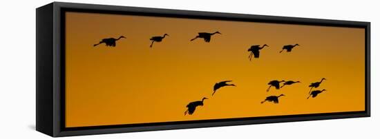 Silhouette of Sandhill Cranes (Grus Canadensis) Flying in the Sky at Sunrise-null-Framed Stretched Canvas