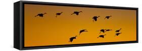 Silhouette of Sandhill Cranes (Grus Canadensis) Flying in the Sky at Sunrise-null-Framed Stretched Canvas