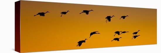 Silhouette of Sandhill Cranes (Grus Canadensis) Flying in the Sky at Sunrise-null-Stretched Canvas