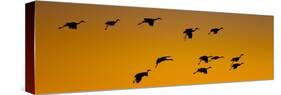 Silhouette of Sandhill Cranes (Grus Canadensis) Flying in the Sky at Sunrise-null-Stretched Canvas