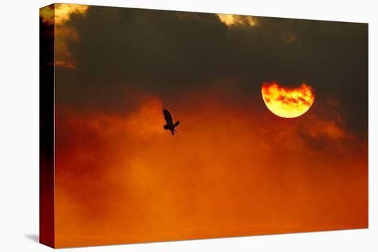 Silhouette of Short-Eared Owl (Asio Flammeus) in Flight at Dusk, Lincolnshire, UK, March-Ben Hall-Stretched Canvas