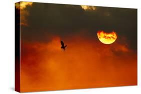 Silhouette of Short-Eared Owl (Asio Flammeus) in Flight at Dusk, Lincolnshire, UK, March-Ben Hall-Stretched Canvas