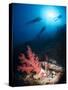 Silhouette of Three Scuba Divers Above Coral Reef-Mark Doherty-Stretched Canvas