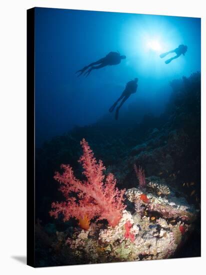 Silhouette of Three Scuba Divers Above Coral Reef-Mark Doherty-Stretched Canvas