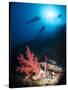 Silhouette of Three Scuba Divers Above Coral Reef-Mark Doherty-Stretched Canvas