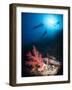 Silhouette of Three Scuba Divers Above Coral Reef-Mark Doherty-Framed Photographic Print