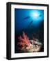 Silhouette of Three Scuba Divers Above Coral Reef-Mark Doherty-Framed Photographic Print