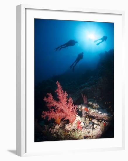 Silhouette of Three Scuba Divers Above Coral Reef-Mark Doherty-Framed Photographic Print