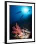 Silhouette of Three Scuba Divers Above Coral Reef-Mark Doherty-Framed Photographic Print