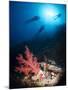 Silhouette of Three Scuba Divers Above Coral Reef-Mark Doherty-Mounted Photographic Print