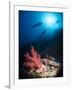 Silhouette of Three Scuba Divers Above Coral Reef-Mark Doherty-Framed Photographic Print