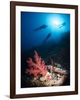 Silhouette of Three Scuba Divers Above Coral Reef-Mark Doherty-Framed Photographic Print