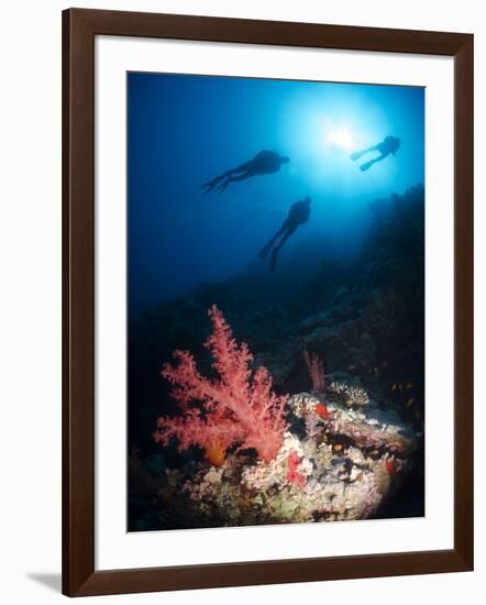 Silhouette of Three Scuba Divers Above Coral Reef-Mark Doherty-Framed Photographic Print