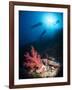 Silhouette of Three Scuba Divers Above Coral Reef-Mark Doherty-Framed Photographic Print