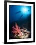 Silhouette of Three Scuba Divers Above Coral Reef-Mark Doherty-Framed Photographic Print