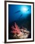 Silhouette of Three Scuba Divers Above Coral Reef-Mark Doherty-Framed Photographic Print