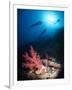 Silhouette of Three Scuba Divers Above Coral Reef-Mark Doherty-Framed Photographic Print