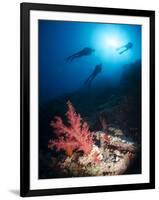 Silhouette of Three Scuba Divers Above Coral Reef-Mark Doherty-Framed Photographic Print