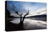 Silhouette of Tree Against Lake-Mark Sunderland-Stretched Canvas