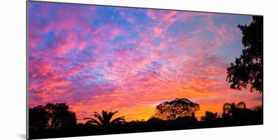 Silhouette of trees and plants at sunrise, Venice, Sarasota County, Florida, USA-null-Mounted Photographic Print