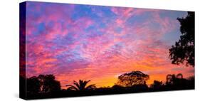 Silhouette of trees and plants at sunrise, Venice, Sarasota County, Florida, USA-null-Stretched Canvas