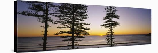 Silhouette of Trees at Dawn, Manly Beach, Sydney, New South Wales, Australia-null-Stretched Canvas