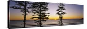 Silhouette of Trees at Dawn, Manly Beach, Sydney, New South Wales, Australia-null-Stretched Canvas