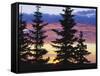 Silhouette of Trees at Sunrise, Sierra Madre, Medicine Bow-Routt National Forest, Wyoming, USA-Scott T. Smith-Framed Stretched Canvas