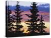 Silhouette of Trees at Sunrise, Sierra Madre, Medicine Bow-Routt National Forest, Wyoming, USA-Scott T. Smith-Stretched Canvas