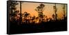 Silhouette of trees at sunset, Everglades National Park, Florida, USA-null-Framed Stretched Canvas
