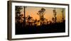 Silhouette of trees at sunset, Everglades National Park, Florida, USA-null-Framed Photographic Print