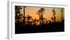 Silhouette of trees at sunset, Everglades National Park, Florida, USA-null-Framed Photographic Print