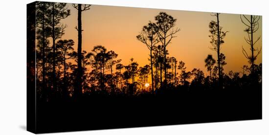 Silhouette of trees at sunset, Everglades National Park, Florida, USA-null-Stretched Canvas