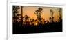 Silhouette of trees at sunset, Everglades National Park, Florida, USA-null-Framed Photographic Print