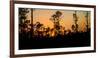 Silhouette of trees at sunset, Everglades National Park, Florida, USA-null-Framed Photographic Print