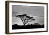 Silhouette of trees in a field, Ngorongoro Conservation Area, Arusha Region, Tanzania-null-Framed Photographic Print