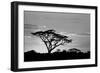 Silhouette of trees in a field, Ngorongoro Conservation Area, Arusha Region, Tanzania-null-Framed Photographic Print