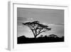 Silhouette of trees in a field, Ngorongoro Conservation Area, Arusha Region, Tanzania-null-Framed Photographic Print