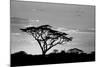 Silhouette of trees in a field, Ngorongoro Conservation Area, Arusha Region, Tanzania-null-Mounted Photographic Print