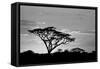 Silhouette of trees in a field, Ngorongoro Conservation Area, Arusha Region, Tanzania-null-Framed Stretched Canvas