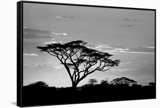 Silhouette of trees in a field, Ngorongoro Conservation Area, Arusha Region, Tanzania-null-Framed Stretched Canvas