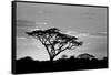 Silhouette of trees in a field, Ngorongoro Conservation Area, Arusha Region, Tanzania-null-Framed Stretched Canvas