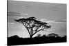 Silhouette of trees in a field, Ngorongoro Conservation Area, Arusha Region, Tanzania-null-Stretched Canvas