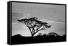 Silhouette of trees in a field, Ngorongoro Conservation Area, Arusha Region, Tanzania-null-Framed Stretched Canvas